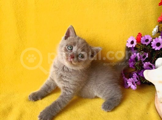 British Shorthair Yavrular görsel