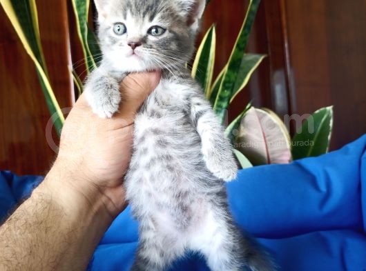 British Shorthair Yavrular görsel