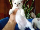 British Shorthair Yavrular