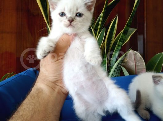 British Shorthair Yavrular