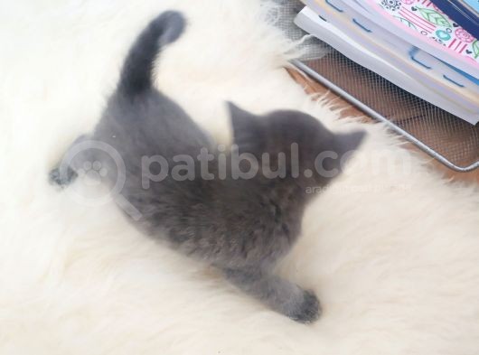 28Haziran Doğumlu görsel