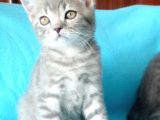 Scottish Fold Yavrularımız