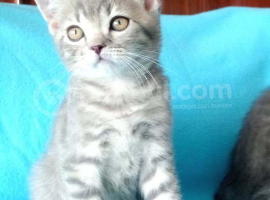 Scottish Fold Yavrularımız