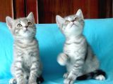 Scottish Fold Yavrularımız