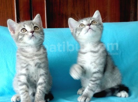 Scottish Fold Yavrularımız görsel