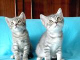 Scottish Fold Yavrularımız