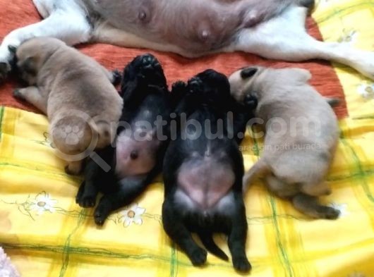 A Kali̇te Safkan Gül Kuyruk