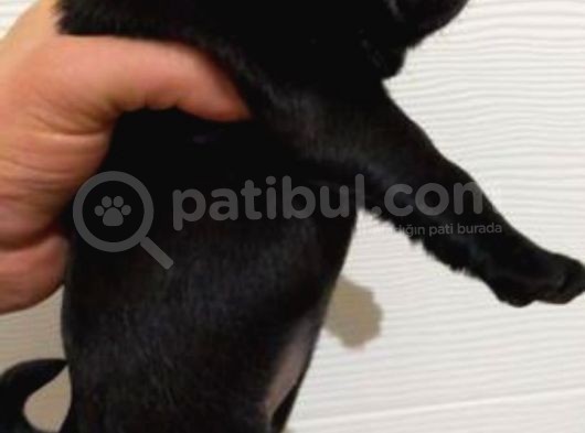 A Kali̇te Safkan Gül Kuyruk görsel