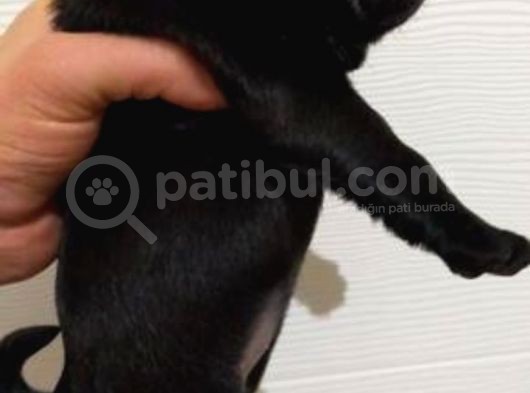 A Kali̇te Safkan Gül Kuyruk görsel