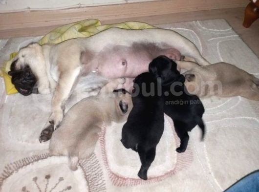 A Kali̇te Safkan Gül Kuyruk görsel