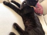 3 Adet ( 2 Dişi 1 Erkek ) British Shorthair
