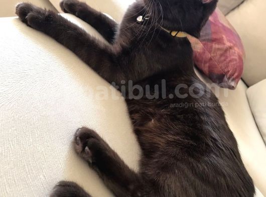 3 Adet ( 2 Dişi 1 Erkek ) British Shorthair görsel