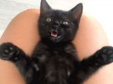 3 Adet ( 2 Dişi 1 Erkek ) British Shorthair