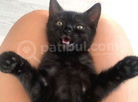 3 Adet ( 2 Dişi 1 Erkek ) British Shorthair