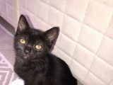 3 Adet ( 2 Dişi 1 Erkek ) British Shorthair