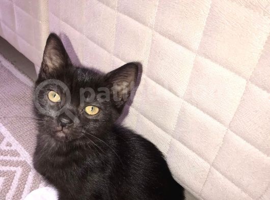 3 Adet ( 2 Dişi 1 Erkek ) British Shorthair görsel