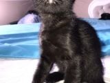 3 Adet ( 2 Dişi 1 Erkek ) British Shorthair