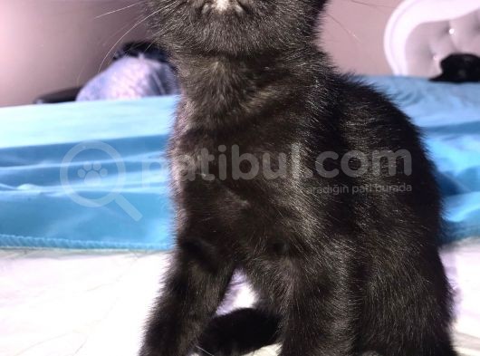 3 Adet ( 2 Dişi 1 Erkek ) British Shorthair görsel