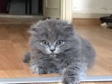 Scottish Fold Yavrumuza Sıcak Bir Yuva Arıyoruz