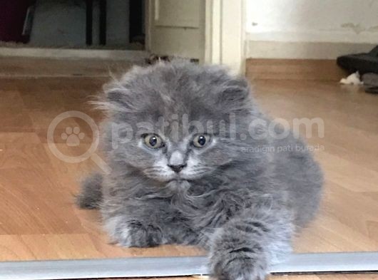 Scottish Fold Yavrumuza Sıcak Bir Yuva Arıyoruz görsel