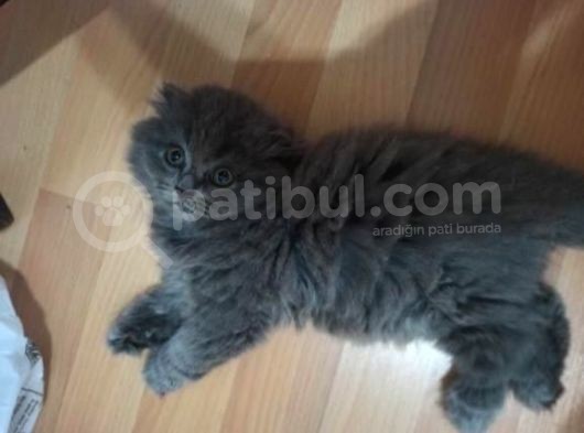 Scottish Fold Yavrumuza Sıcak Bir Yuva Arıyoruz görsel