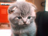 Scottish Fold Yavrumuza Sıcak Bir Yuva Arıyoruz