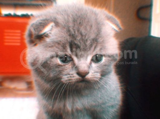 Scottish Fold Yavrumuza Sıcak Bir Yuva Arıyoruz görsel