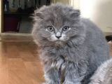 Scottish Fold Yavrumuza Sıcak Bir Yuva Arıyoruz