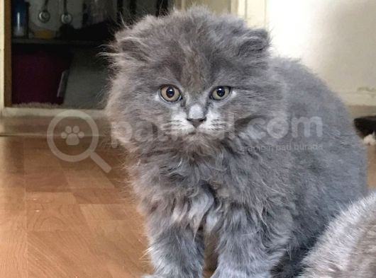 Scottish Fold Yavrumuza Sıcak Bir Yuva Arıyoruz