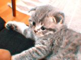 Scottish Fold Yavrumuza Sıcak Bir Yuva Arıyoruz