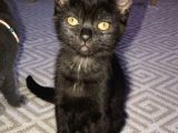3 Adet ( 2 Dişi 1 Erkek ) British Shorthair