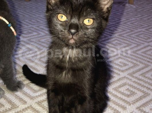 3 Adet ( 2 Dişi 1 Erkek ) British Shorthair görsel