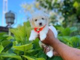 Tatlı Maltese Terrier
