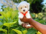 Tatlı Maltese Terrier