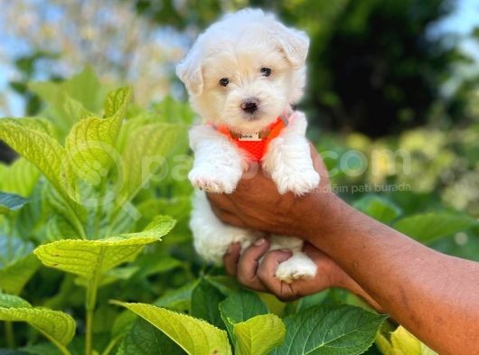 Tatlı Maltese Terrier görsel