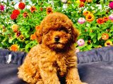 Dark Red Toy Poodle Yavrularimiz Si̇zlerle