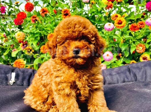 Dark Red Toy Poodle Yavrularimiz Si̇zlerle görsel