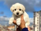 Dişi Ve Erkek Mevcut Maltese Terrier
