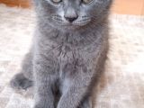 50 Günlük British Shorthair Yavrularımız