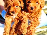 Di̇şi̇ Red Toy Poodle Yavrularimiz