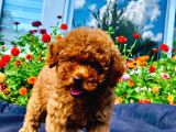 Dark Red Toy Poodle Yavrularimiz Si̇zlerle