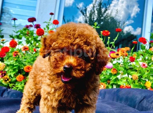 Dark Red Toy Poodle Yavrularimiz Si̇zlerle