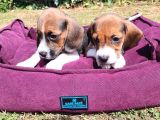 Beagle Yavrularımız