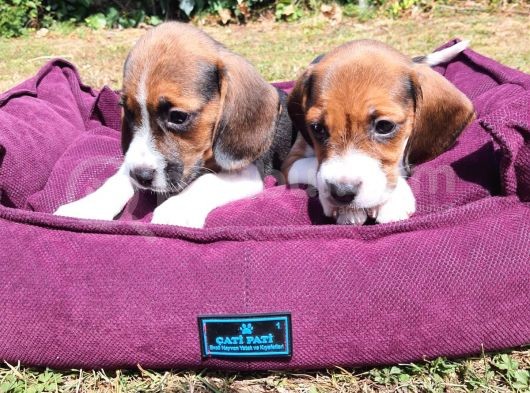 Beagle Yavrularımız