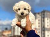 Dişi Ve Erkek Mevcut Maltese Terrier