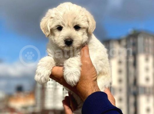 Dişi Ve Erkek Mevcut Maltese Terrier görsel