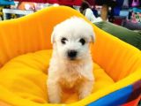 Yakışıklı Oğlumuz Maltis Terrier