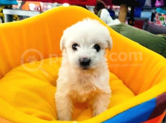 Yakışıklı Oğlumuz Maltis Terrier görsel