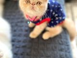 Exotic Shorthair Di̇şi̇