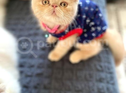 Exotic Shorthair Di̇şi̇